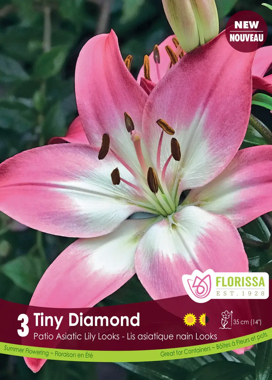 Florissa Lily Pot Tiny Diamond