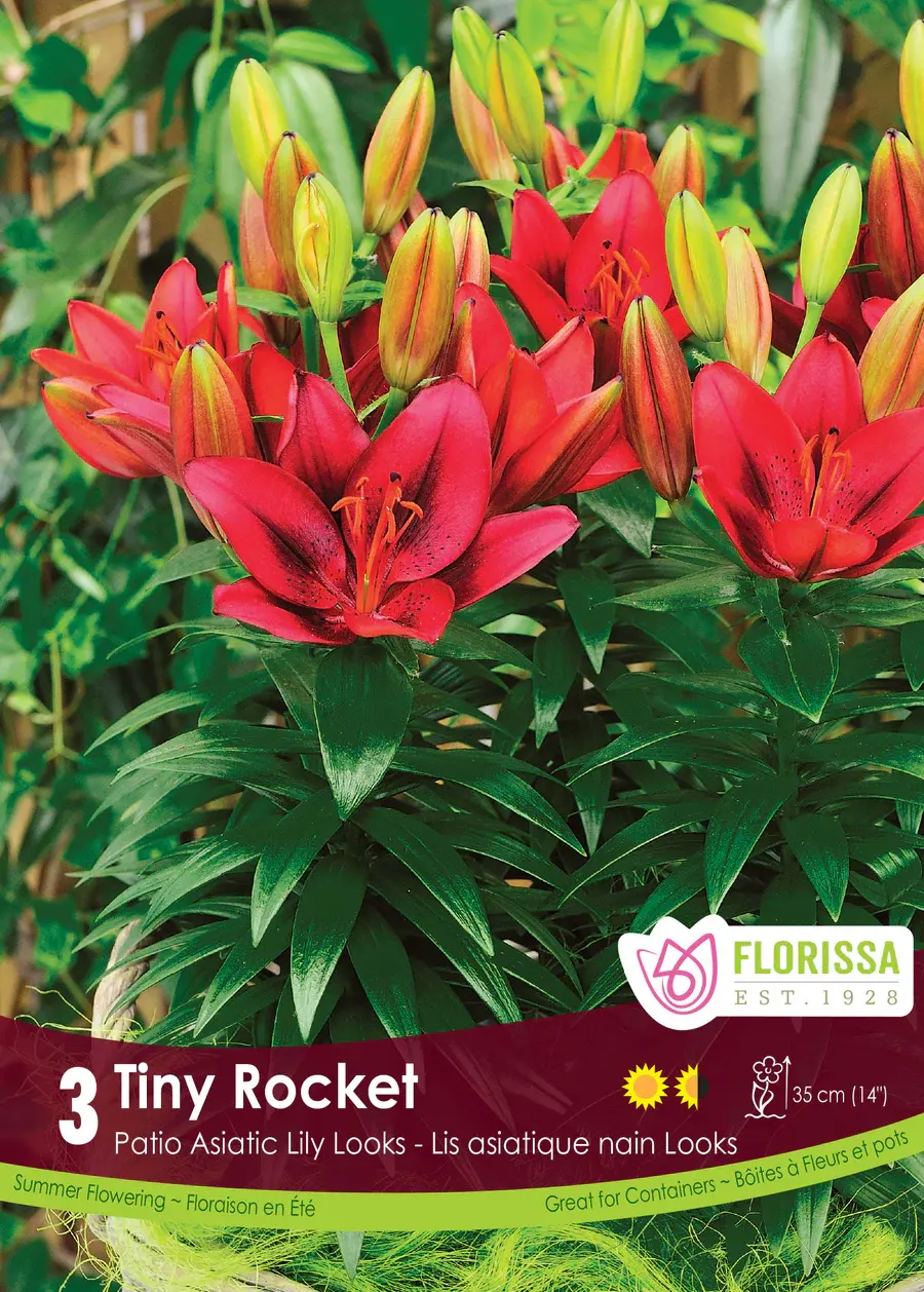 Florissa Lily Pot Tiny Rocket