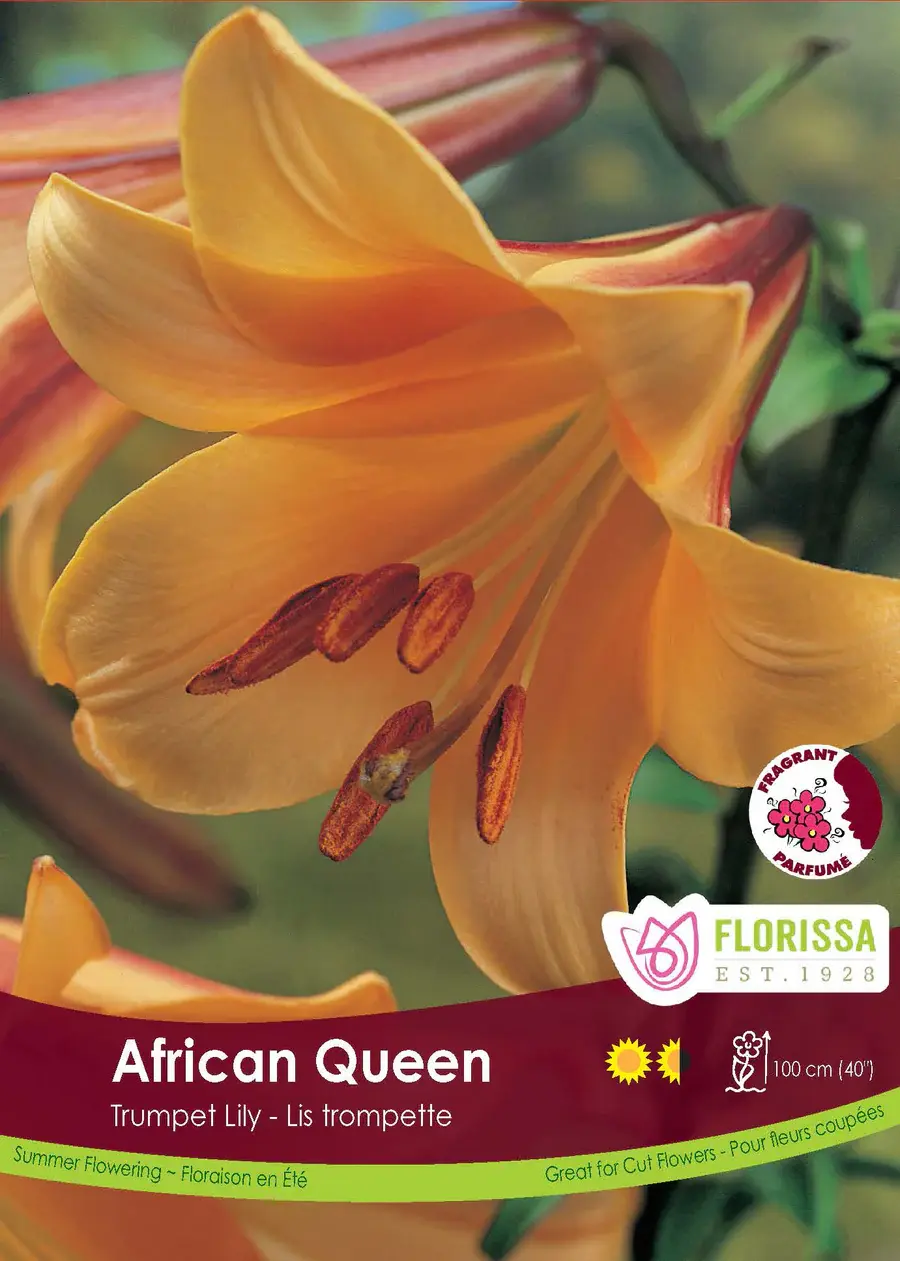 Florissa Lily Trumpet African Queen