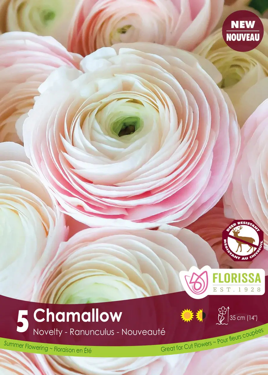 Ranunculus Chamallow