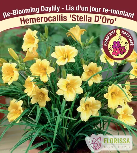 Daylily Stella D'Oro