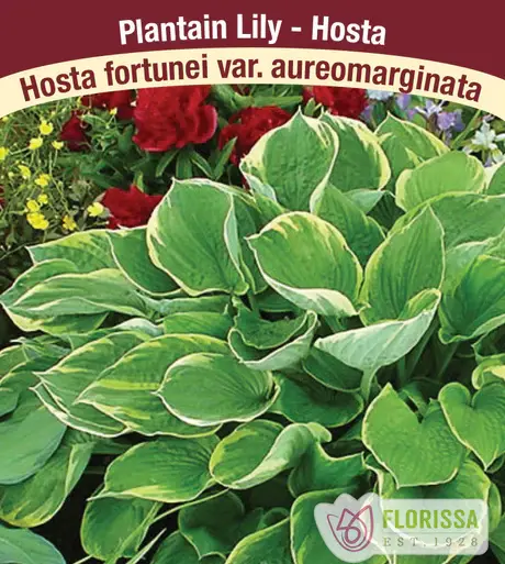Hosta Aureomarginata