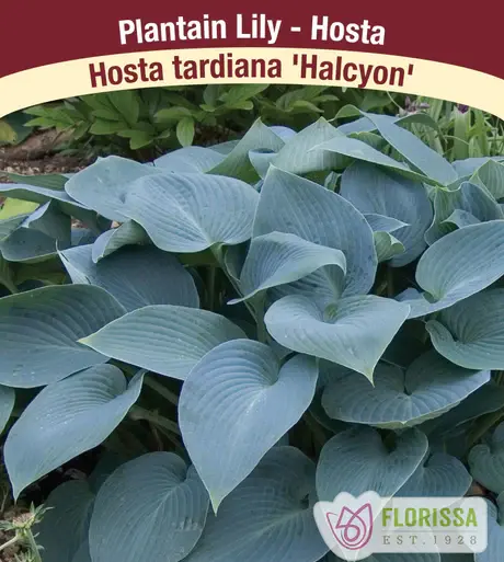Hosta Halcyon