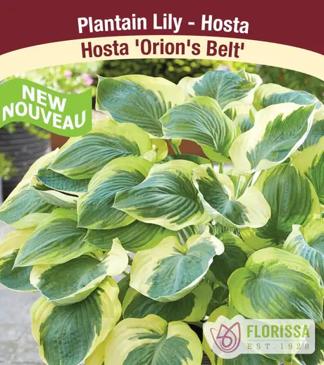 Hosta Orion's Belt 5.5"