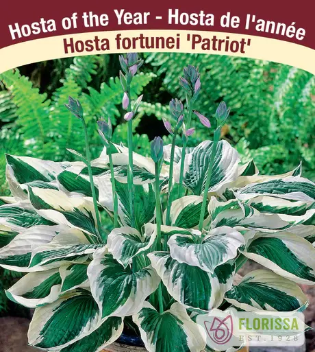 Hosta Patriot