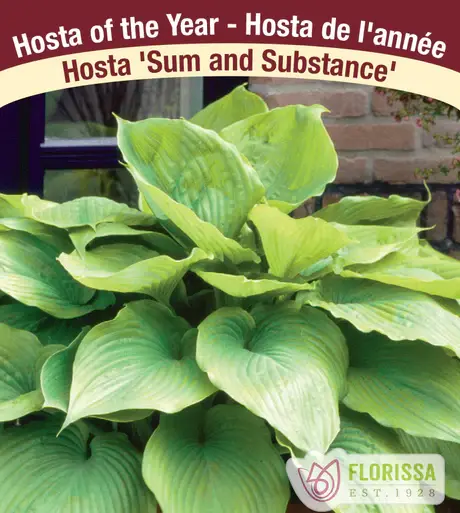 Hosta Sum and Substance