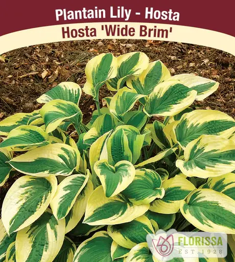 Hosta Wide Brim