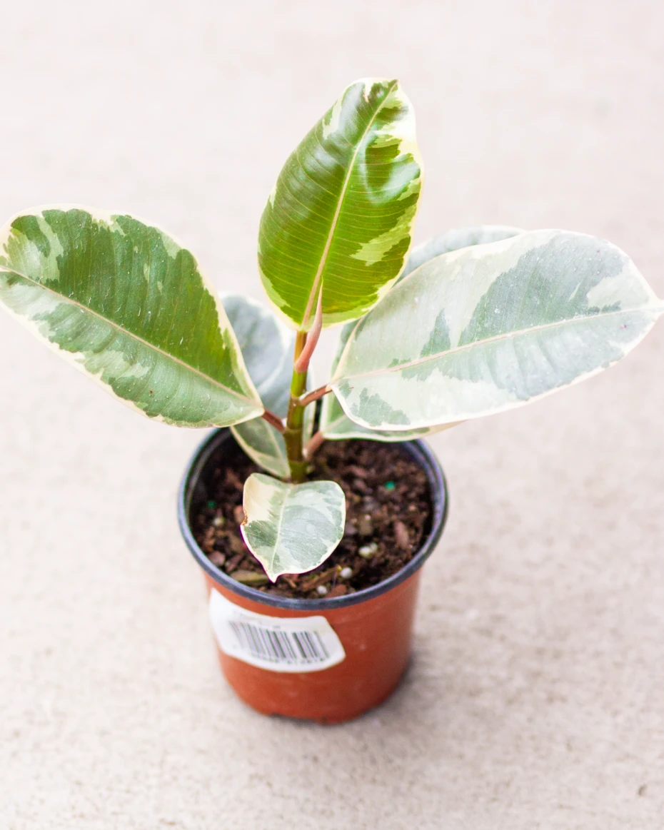 Ficus Rubber Tineke