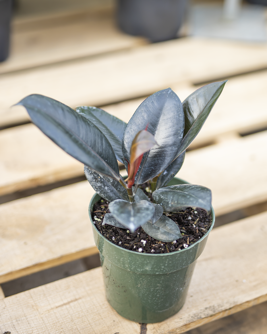 Ficus Rubber Burgundy