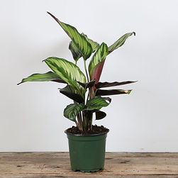 Calathea Ornata