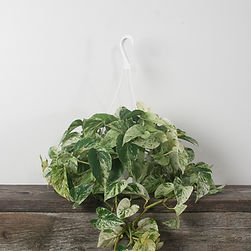 Marble Queen Pothos Hanging Basket