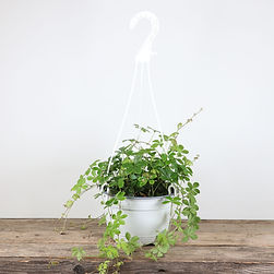Sugarvine Hanging Basket 6"