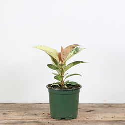 Ficus Rubber Tineke