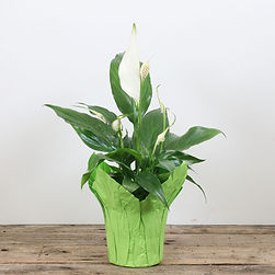 Peace Lily
