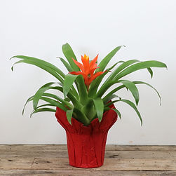 Bromeliad 4"