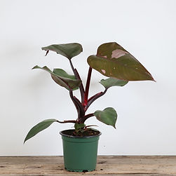 Philodendron Pink Princess
