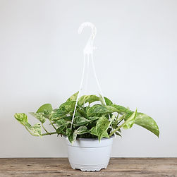 Marble Queen Pothos Hanging Basket
