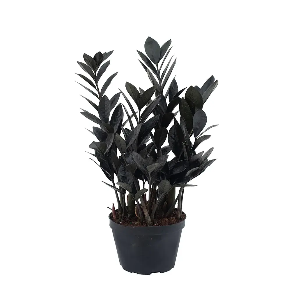 Black Raven ZZ Plant