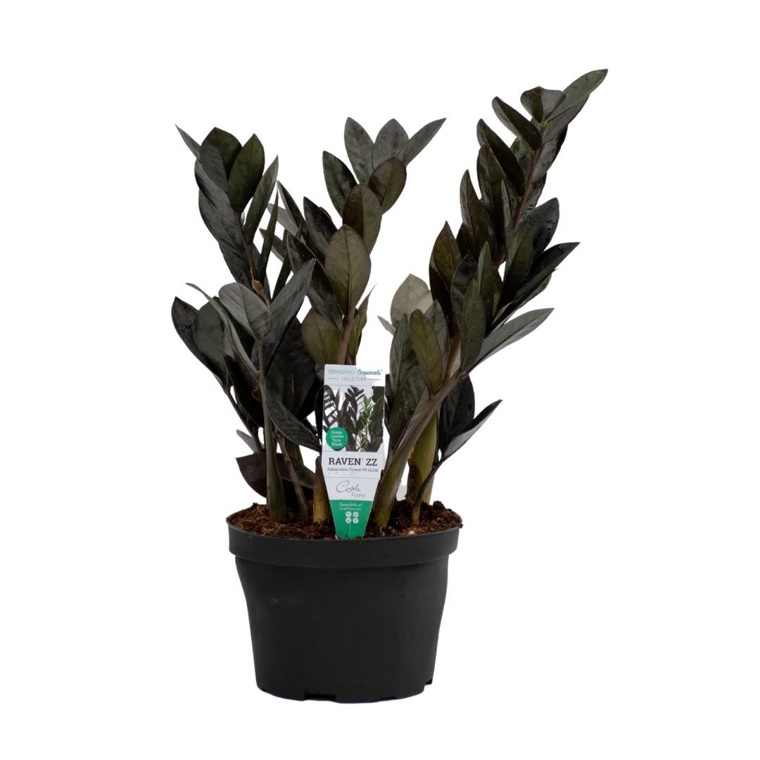Black Raven ZZ Plant