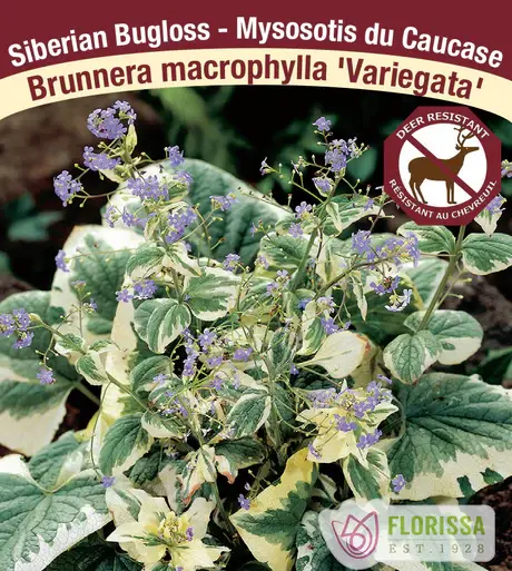 Bugloss Siberian Variegated