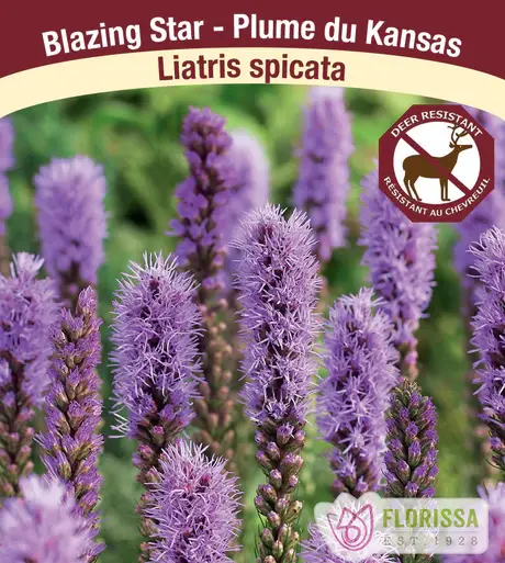 Liatris Spicata