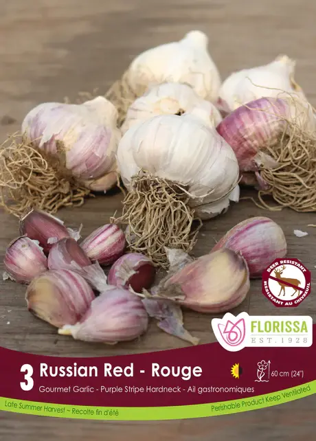 Garlic Red Bulbs