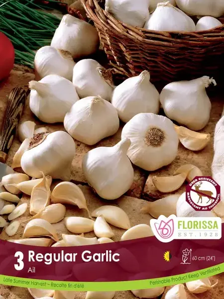 Garlic White Bulbs