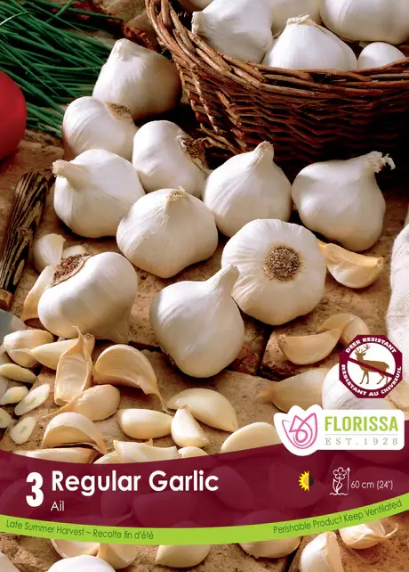 Garlic White Bulbs