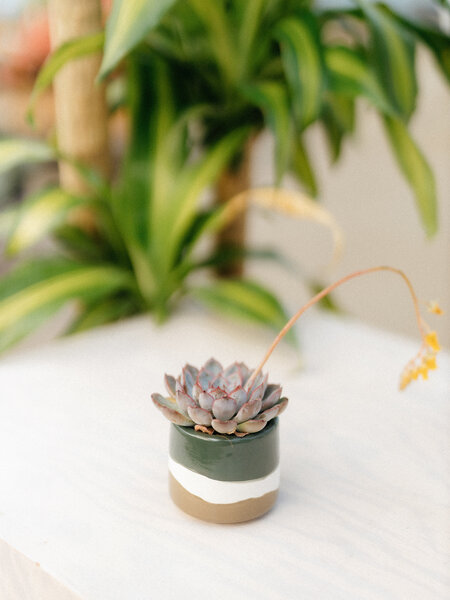 Dutch Growers Succulent + Olive Oil/Vinegar Gourmet Pairing