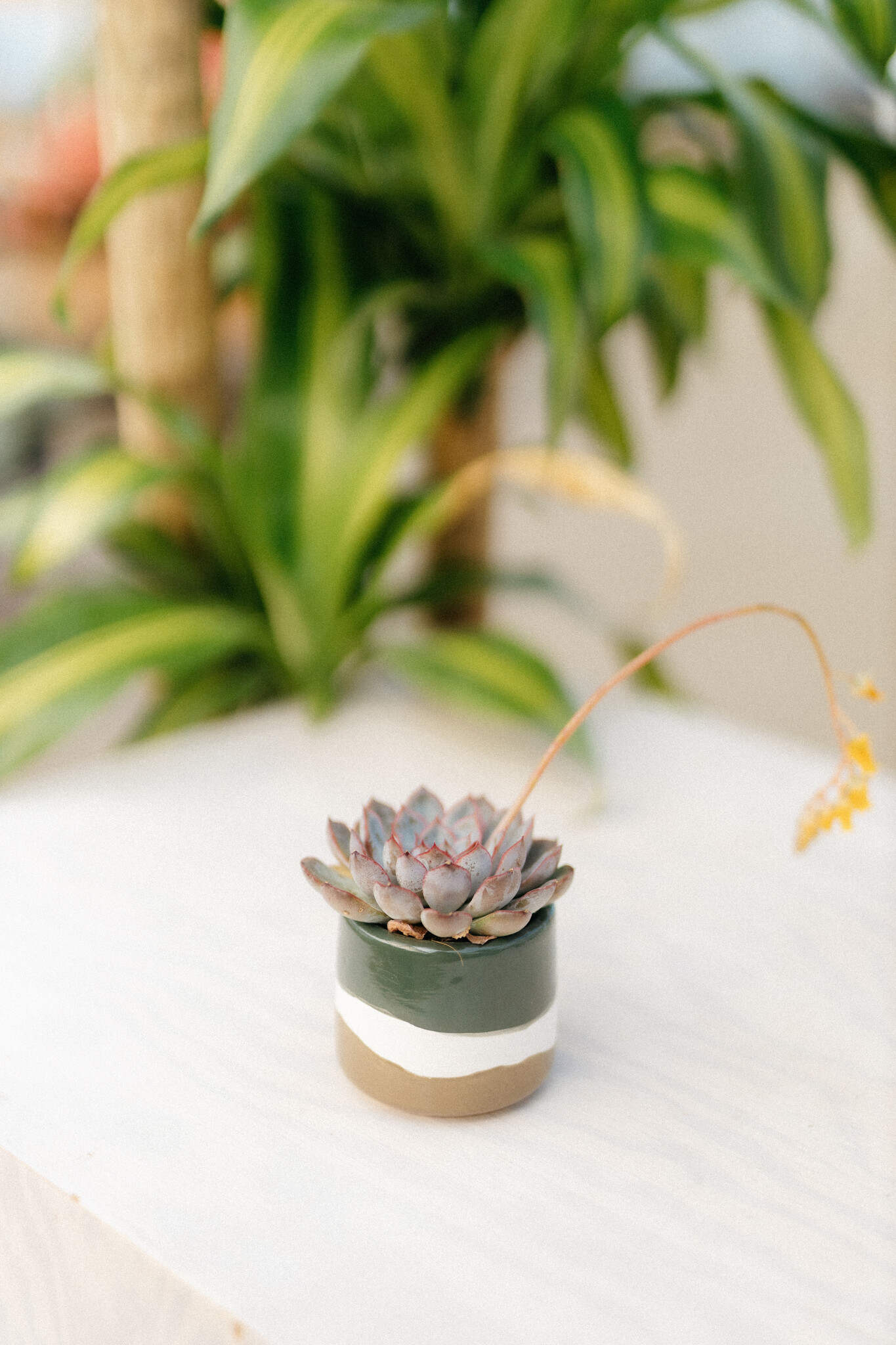 Dutch Growers Succulent + Olive Oil/Vinegar Gourmet Pairing