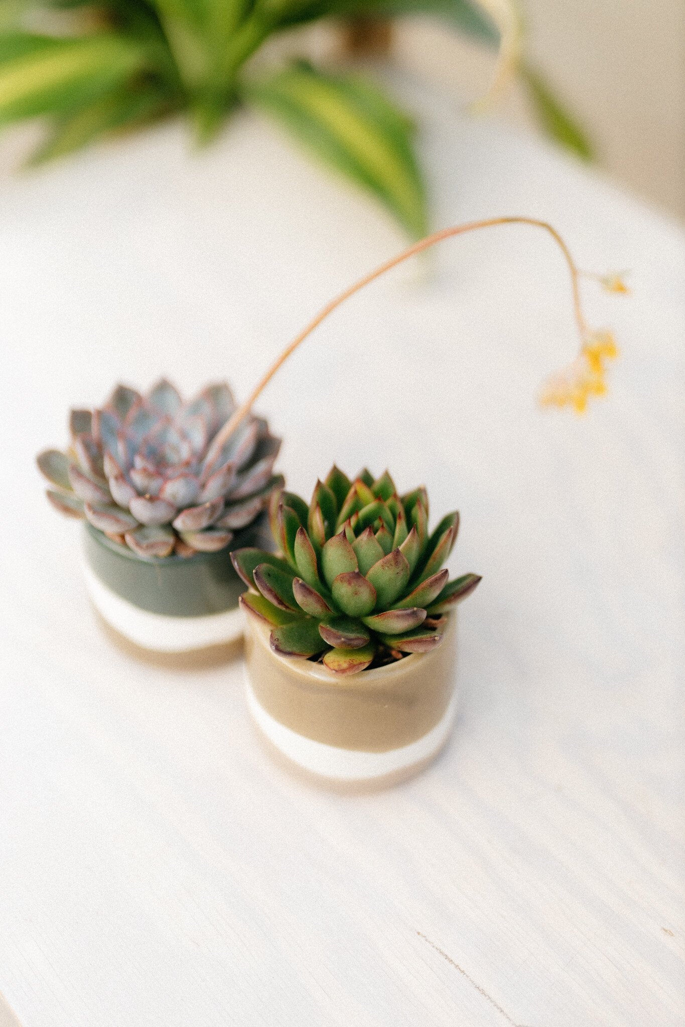 Dutch Growers Succulent + Olive Oil/Vinegar Gourmet Pairing