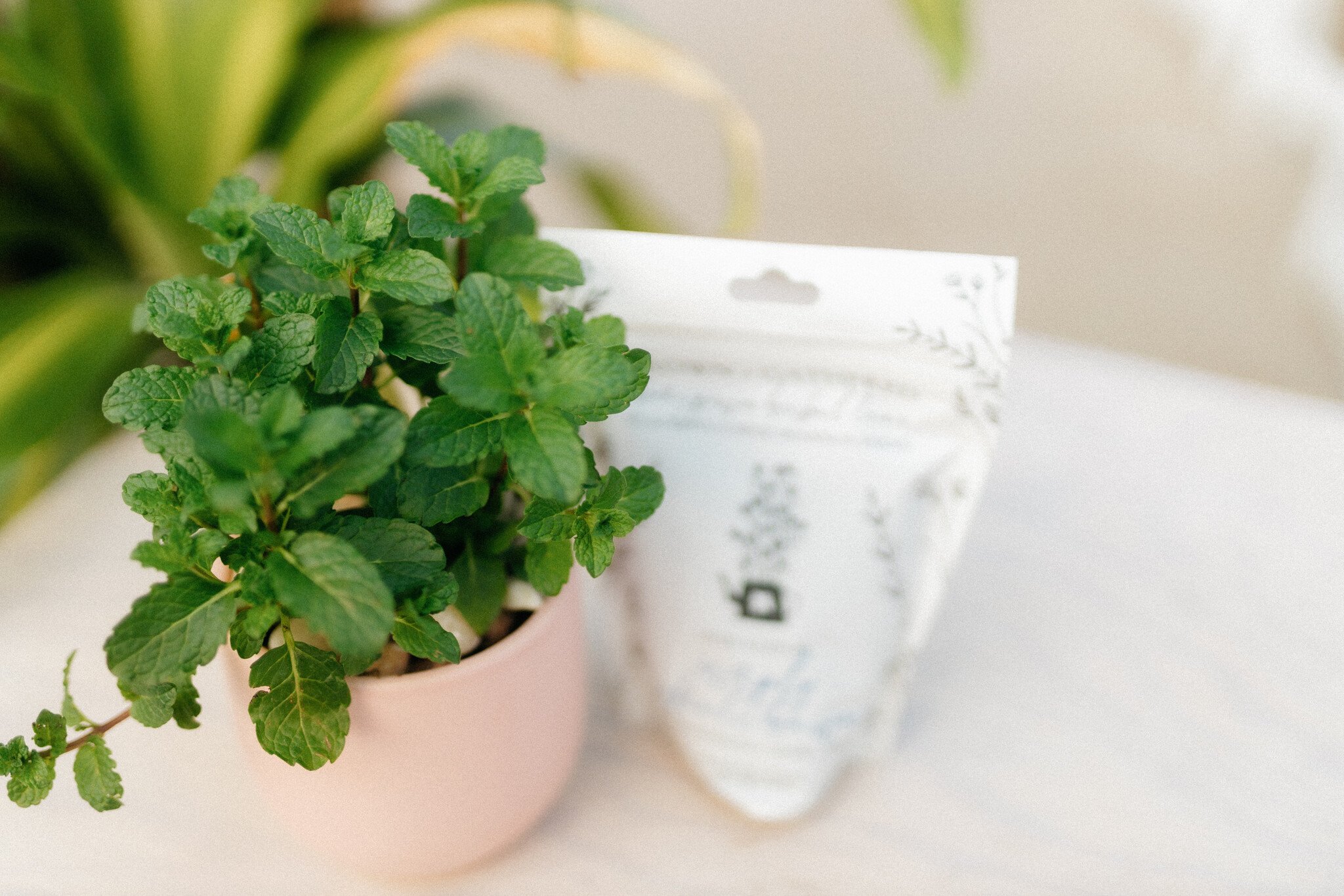 Dutch Growers Herb Planter + Gourmet Tea (Admin Day)