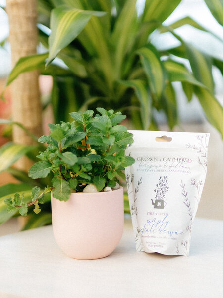 Dutch Growers Herb Planter + Gourmet Tea (Admin Day)