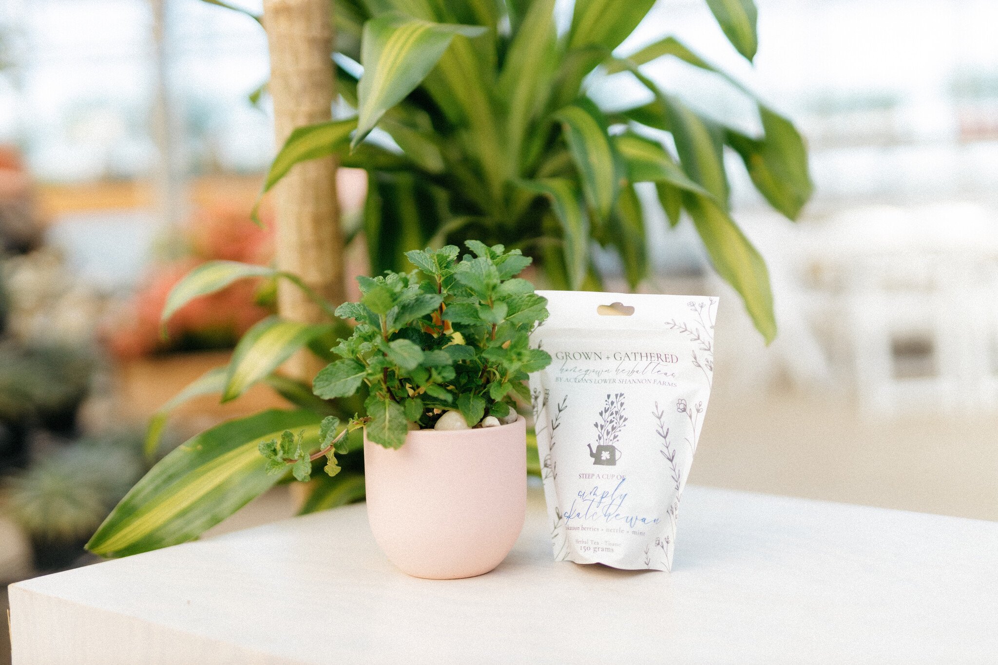 Dutch Growers Herb Planter + Gourmet Tea (Admin Day)