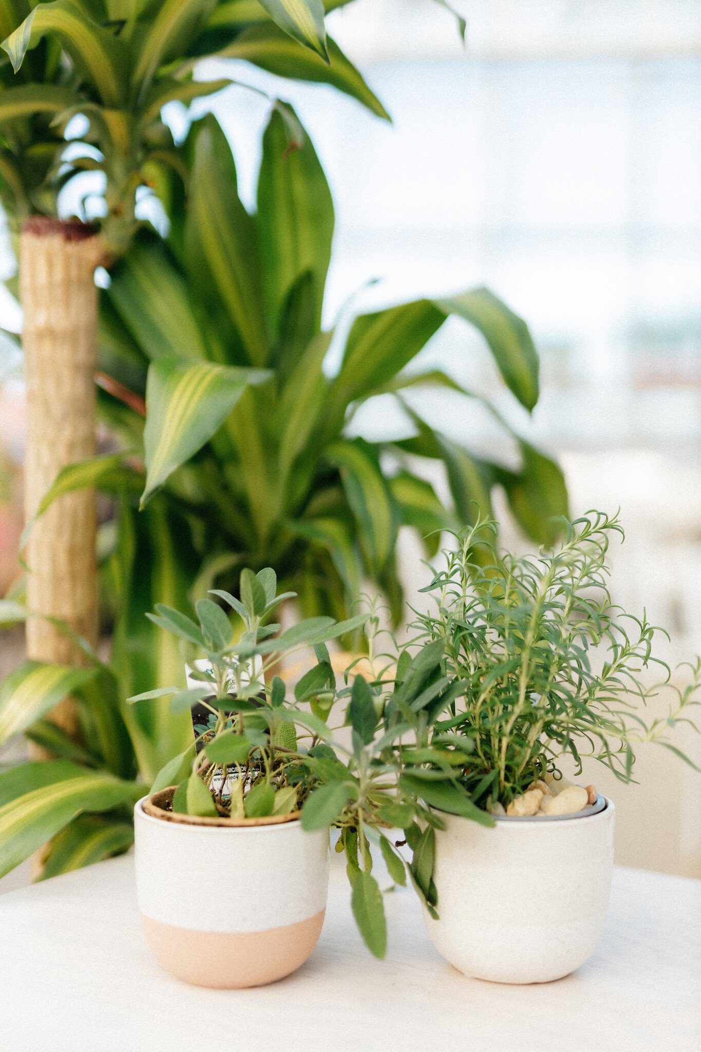 Dutch Growers Herb Planter + Gourmet Tea (Admin Day)