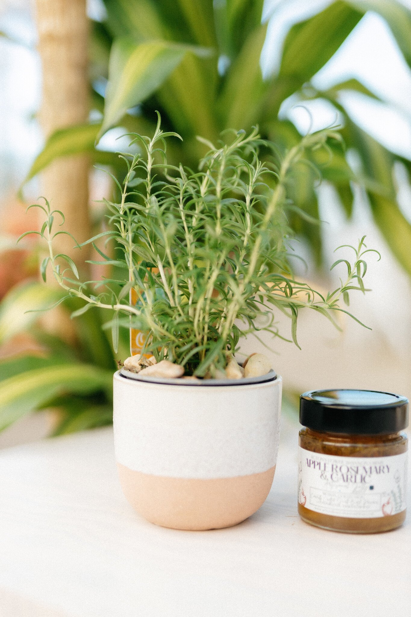 Dutch Growers Herb Planter + Gourmet Jam (Admin Day)