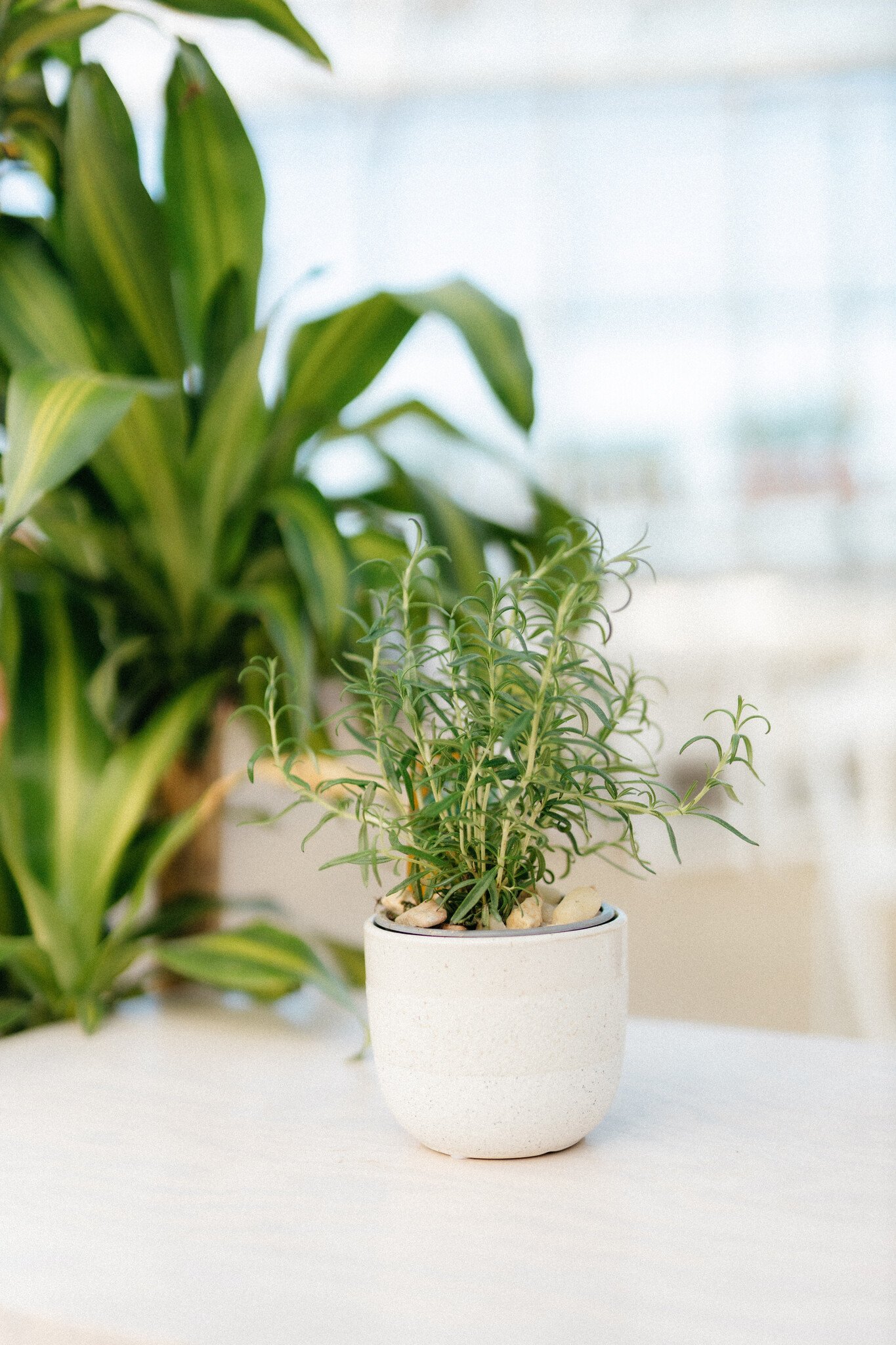 Dutch Growers Herb Planter + Gourmet Jam (Admin Day)