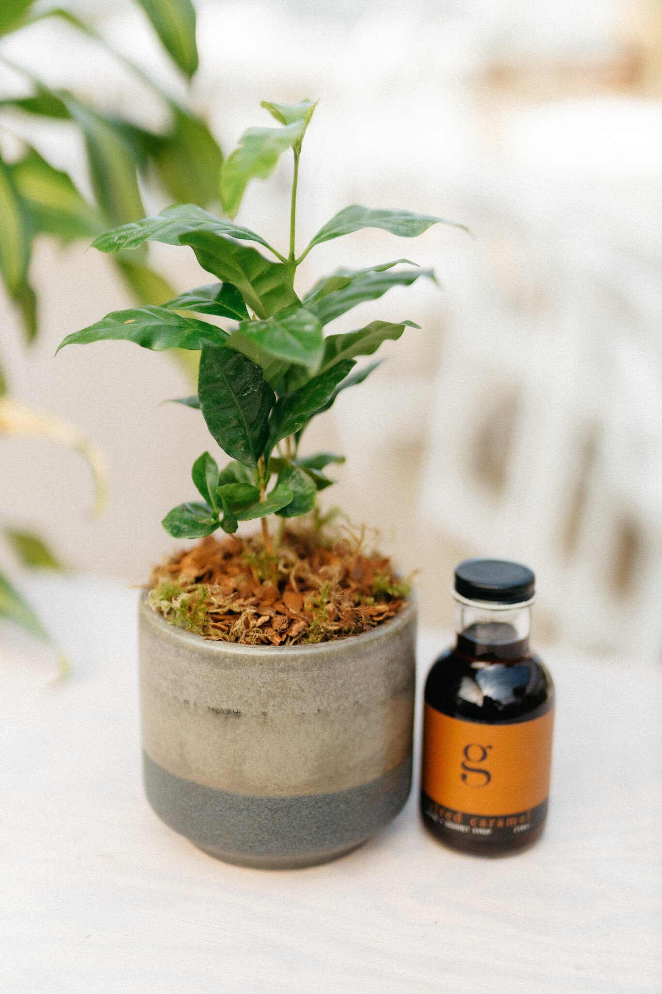 Dutch Growers Coffee Lovers Bundle (Admin Day)