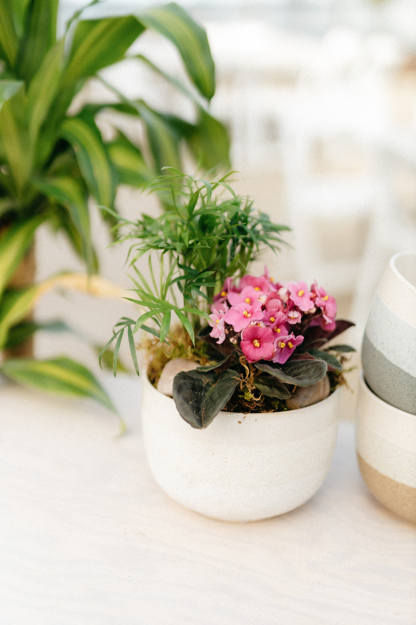 African Violet Plant Arrangement (Admin Day)