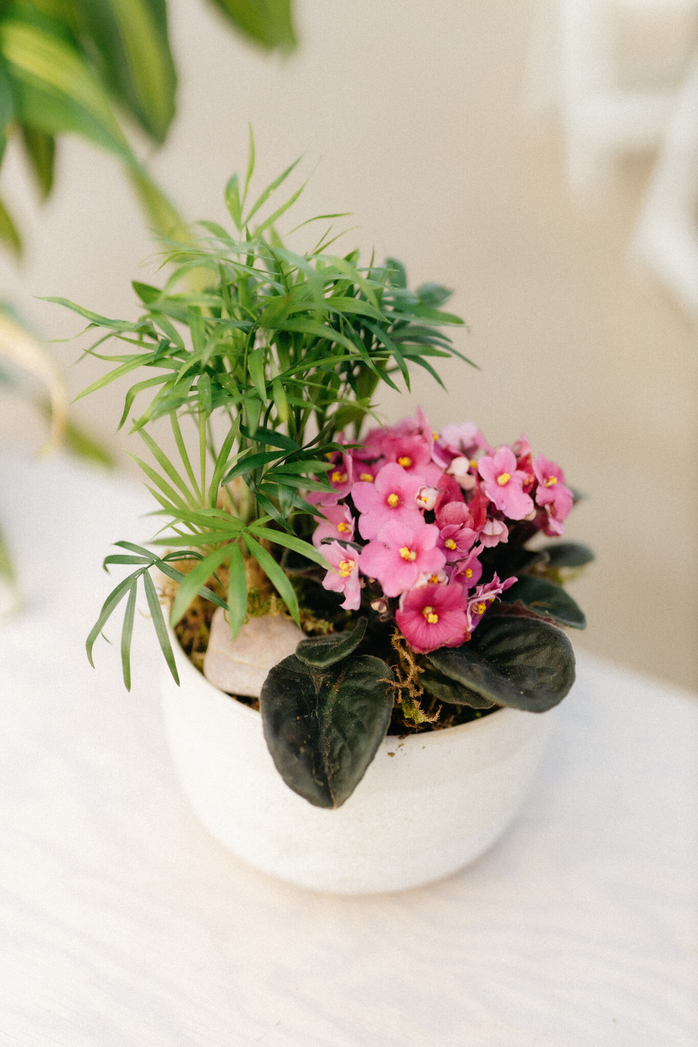 African Violet Plant Arrangement (Admin Day)