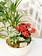 Kalanchoe Plant Arrangement (Admin Day)