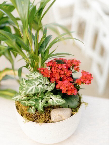 Kalanchoe Plant Arrangement (Admin Day)