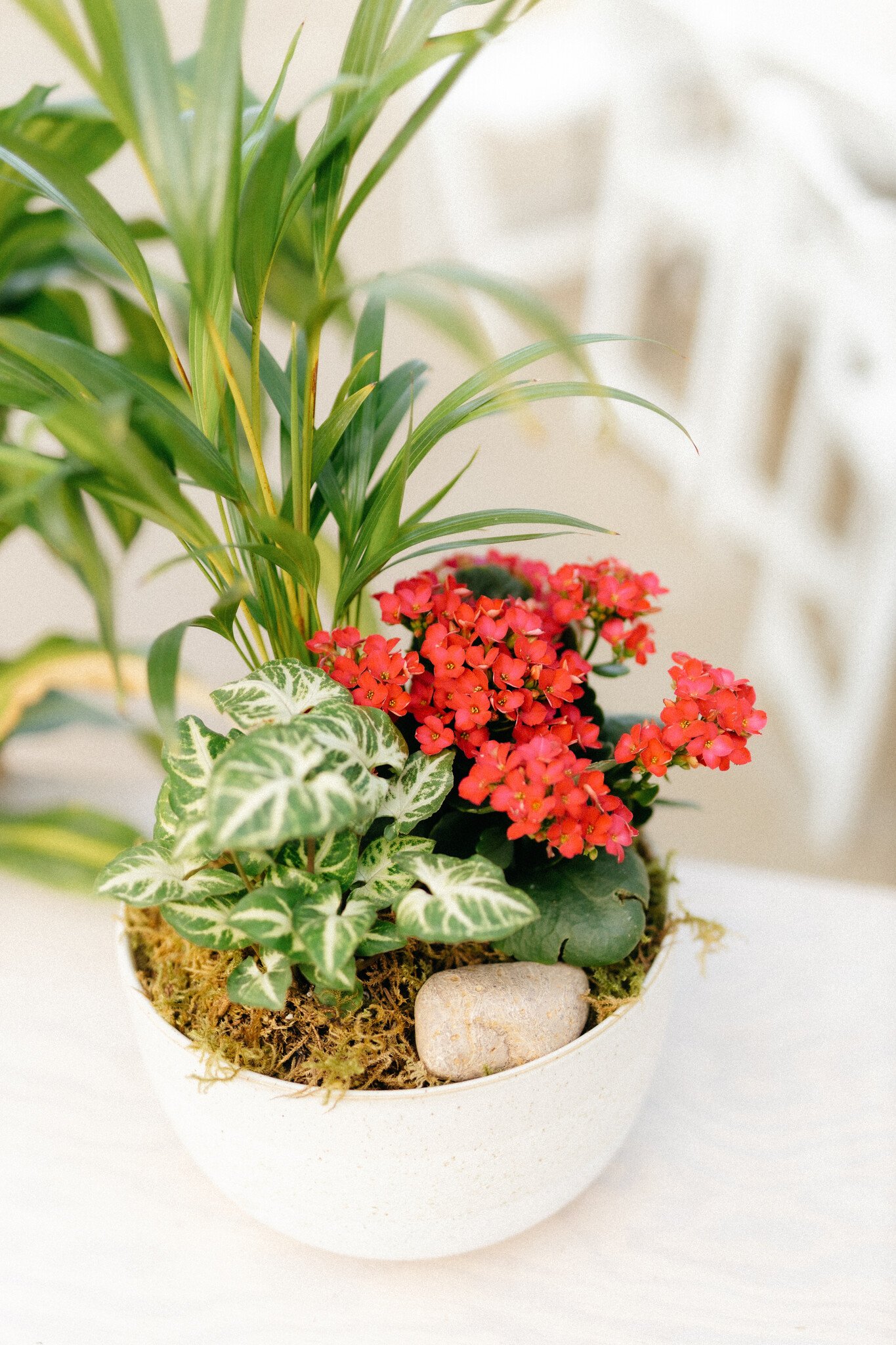 Kalanchoe Plant Arrangement (Admin Day)