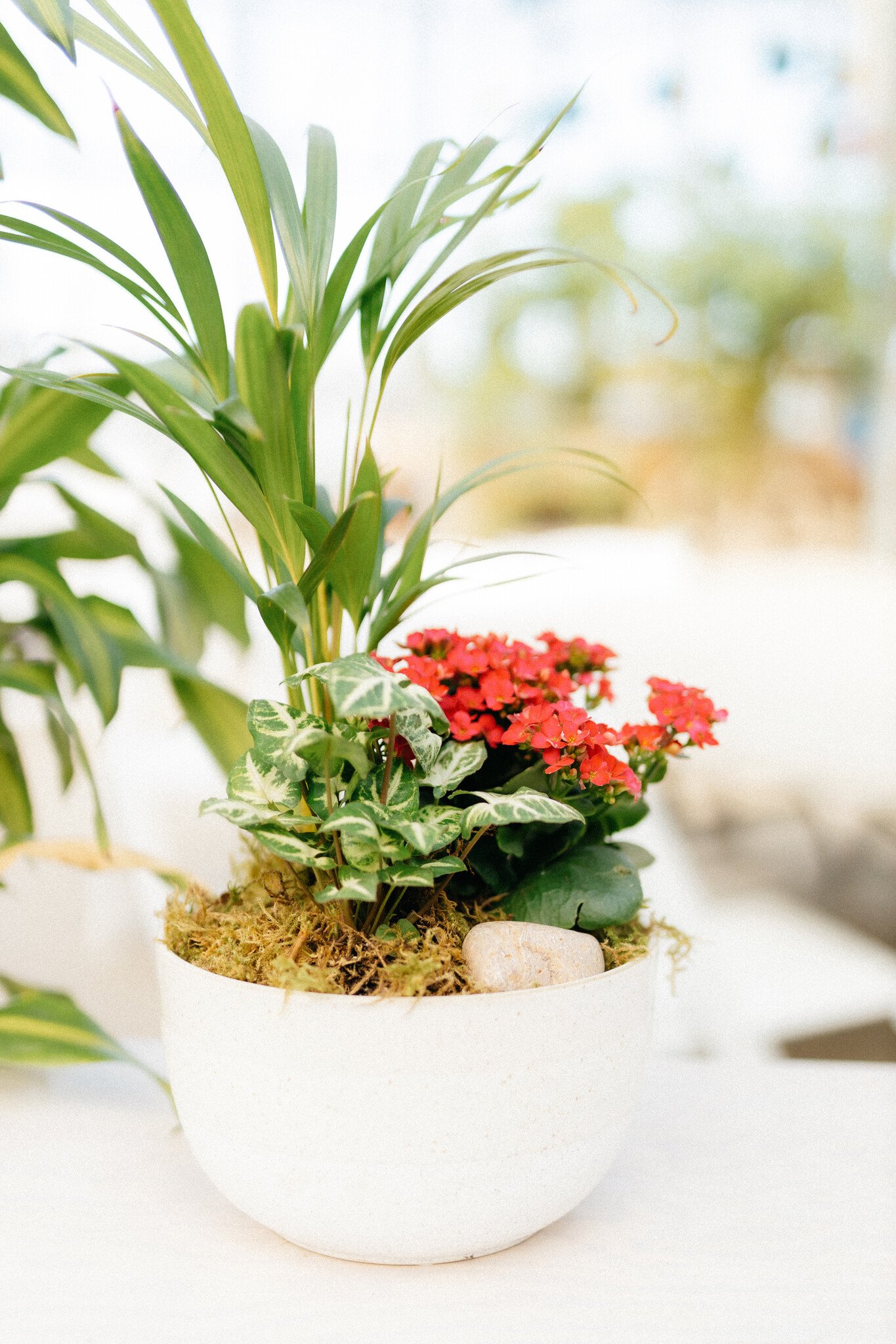 Kalanchoe Plant Arrangement (Admin Day)