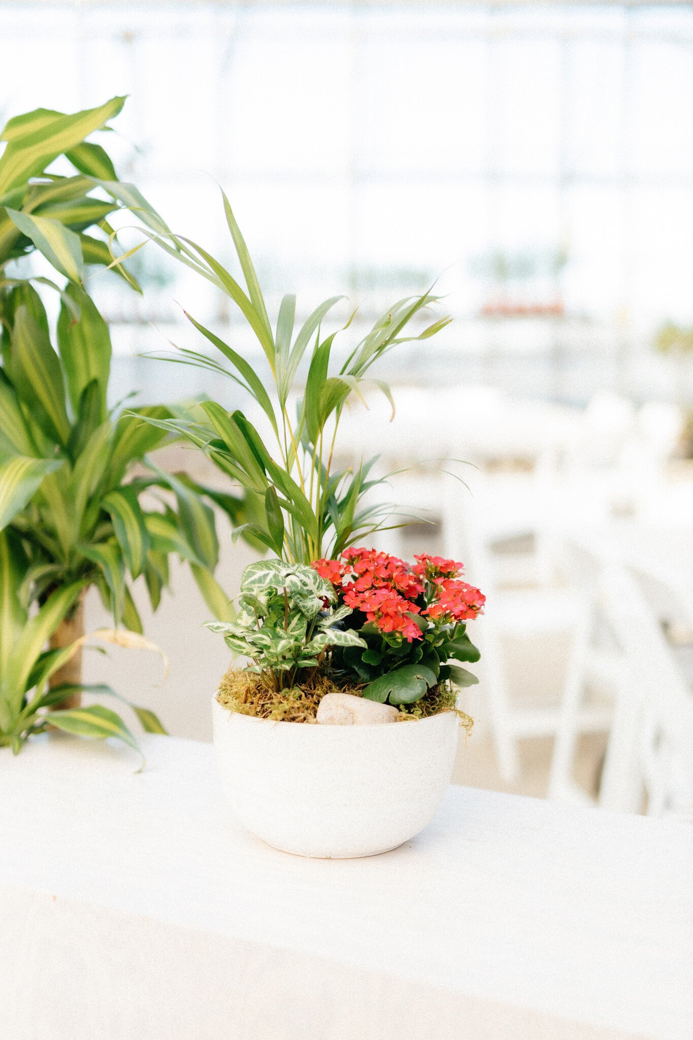 Kalanchoe Plant Arrangement (Admin Day)