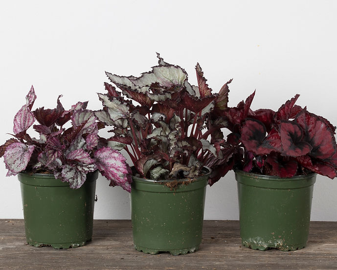 Begonia Rex 4"