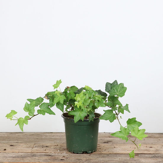 English Ivy Green
