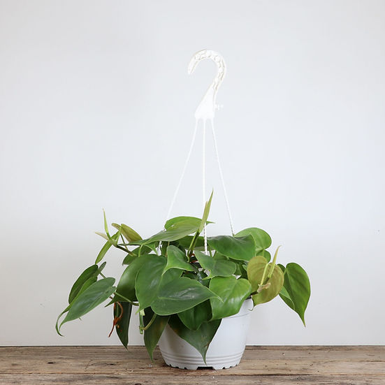 Philodendron Heartleaf Hanging Basket 6"