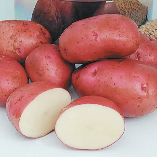 Potato Norland 5lb