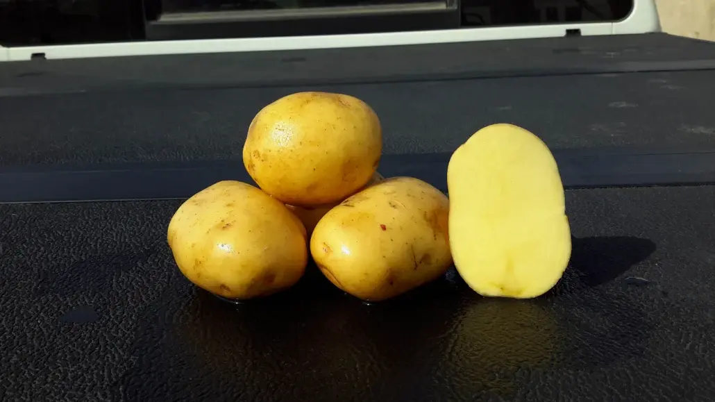 Potato Yukon Gold 5lb